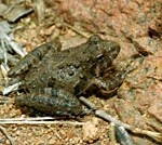 Blanchard's Cricket Frog