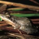 Boreal Chorus Frog