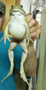 American Bullfrog