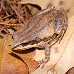 Cajun Chorus Frog