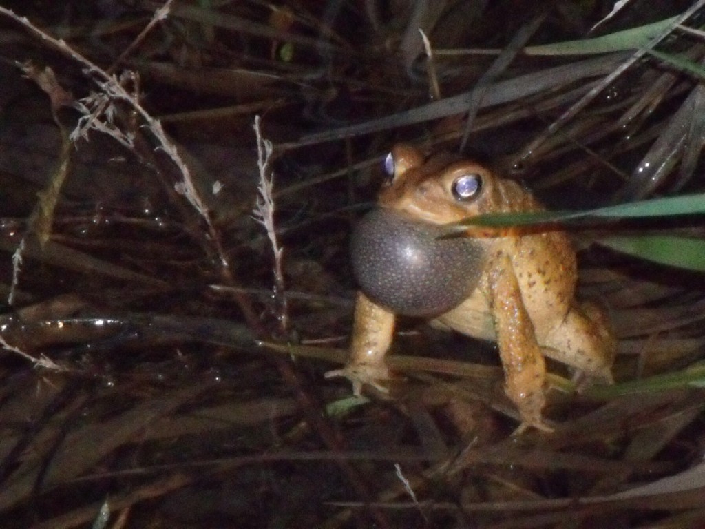 Dwarf American Toad