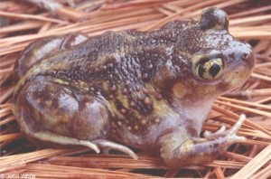 Eastern Spadefoot