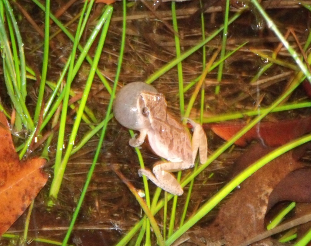 Frog Links for Kids