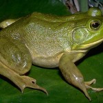 American Bullfrog