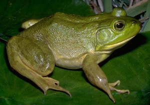 American Bullfrog