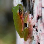 Squirrel Treefrog
