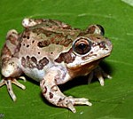 Strecker's Chorus Frog