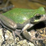 Bird-voiced Treefrog