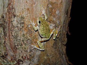 Chytrid fungus target