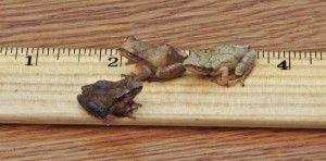 Spring Peepers anxious to be measured!