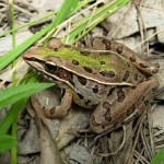 Southern Leopard Frog