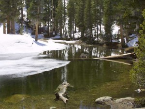 Frogs in Winter